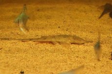 画像1: 【淡水魚】【通販】ピノキオロリカリア ペルー産 ワイルド【１匹 サンプル画像】(±13cm)(ロリカリア)(生体)(熱帯魚)NK (1)