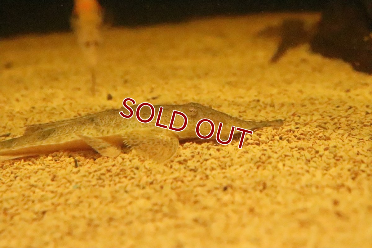 画像2: 【淡水魚】【通販】ピノキオロリカリア ペルー産 ワイルド【１匹 サンプル画像】(±13cm)(ロリカリア)(生体)(熱帯魚)NK (2)