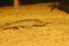 画像2: 【淡水魚】【通販】ピノキオロリカリア ペルー産 ワイルド【１匹 サンプル画像】(±13cm)(ロリカリア)(生体)(熱帯魚)NK (2)