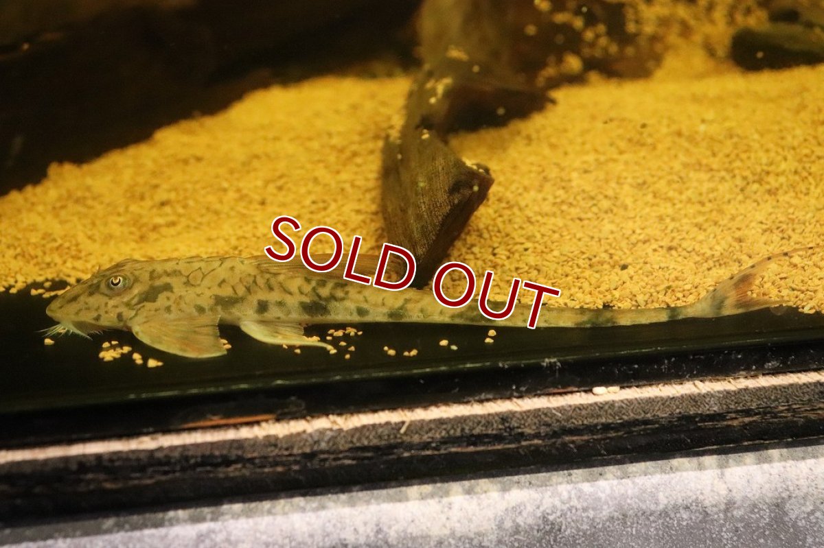 画像1: 【淡水魚】【通販】トライアングルロリカリア ワイルド【1匹 サンプル画像】(±14cm)(ロリカリア)(生体)(熱帯魚)NK (1)