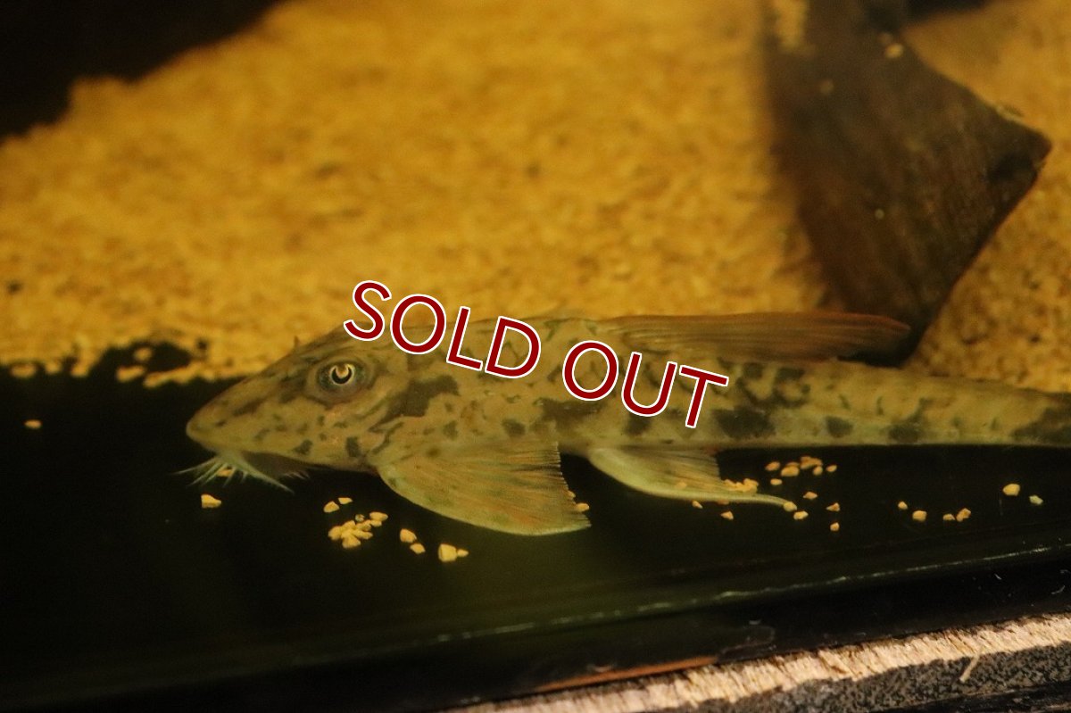 画像2: 【淡水魚】【通販】トライアングルロリカリア ワイルド【1匹 サンプル画像】(±14cm)(ロリカリア)(生体)(熱帯魚)NK (2)