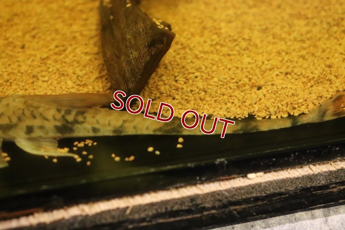 画像3: 【淡水魚】【通販】トライアングルロリカリア ワイルド【1匹 サンプル画像】(±14cm)(ロリカリア)(生体)(熱帯魚)NK (3)