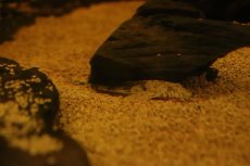 画像1: 【淡水魚】【通販】リネロリカリア ファラックス テフェ産 ワイルド【１匹 サンプル画像】(±7-10cm)(ロリカリア)(生体)(熱帯魚)NK (1)