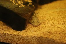 画像2: 【淡水魚】【通販】リネロリカリア ファラックス テフェ産 ワイルド【１匹 サンプル画像】(±7-10cm)(ロリカリア)(生体)(熱帯魚)NK (2)