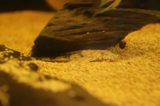 画像3: 【淡水魚】【通販】リネロリカリア ファラックス テフェ産 ワイルド【１匹 サンプル画像】(±7-10cm)(ロリカリア)(生体)(熱帯魚)NK (3)