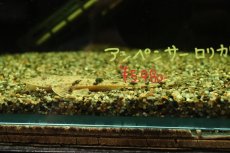 画像1: 【淡水魚】【通販】スプーンヘッドロリカリア ペルー産 ワイルド【１匹 サンプル画像】(±7-10cm)(ロリカリア)(生体)(熱帯魚)NK (1)