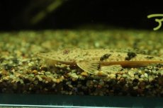 画像2: 【淡水魚】【通販】スプーンヘッドロリカリア ペルー産 ワイルド【１匹 サンプル画像】(±7-10cm)(ロリカリア)(生体)(熱帯魚)NK (2)