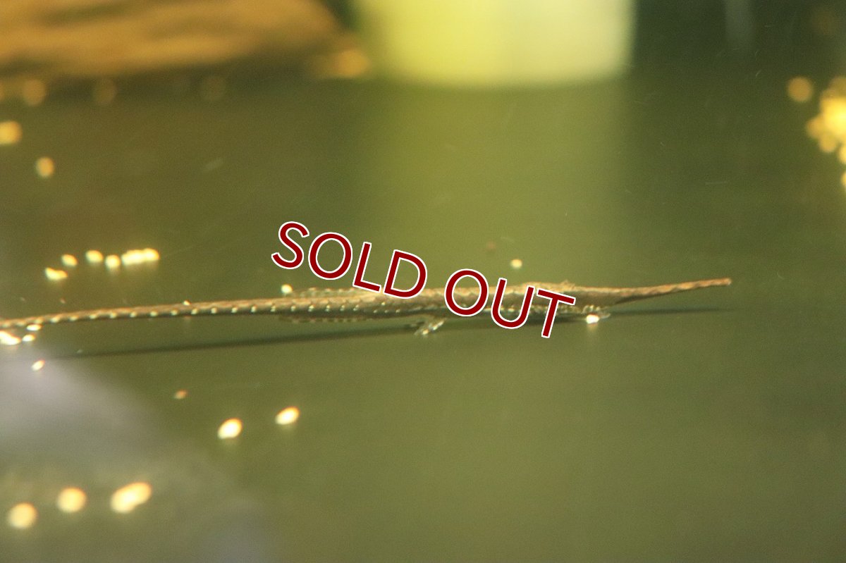 画像1: 【淡水魚】【通販】ロングノーズファロエラ ペルー産 ワイルド【１匹 サンプル画像】(±13-15cm)(ロリカリア)(生体)(熱帯魚)NKRK (1)