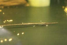 画像1: 【淡水魚】【通販】ロングノーズファロエラ ペルー産 ワイルド【１匹 サンプル画像】(±13-15cm)(ロリカリア)(生体)(熱帯魚)NKRK (1)