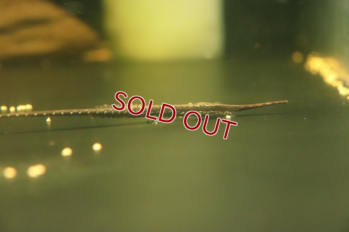 画像2: 【淡水魚】【通販】ロングノーズファロエラ ペルー産 ワイルド【１匹 サンプル画像】(±13-15cm)(ロリカリア)(生体)(熱帯魚)NKRK (2)