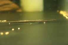 画像2: 【淡水魚】【通販】ロングノーズファロエラ ペルー産 ワイルド【１匹 サンプル画像】(±13-15cm)(ロリカリア)(生体)(熱帯魚)NKRK (2)