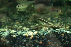 画像1: 【淡水魚】【通販】リネロリカリア ランケオラータ ワイルド【１匹 サンプル画像】(±7-8cm)(ロリカリア)(生体)(熱帯魚)NKRK (1)