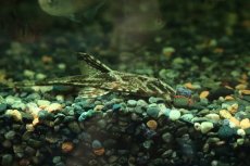 画像2: 【淡水魚】【通販】リネロリカリア ランケオラータ ワイルド【１匹 サンプル画像】(±7-8cm)(ロリカリア)(生体)(熱帯魚)NKRK (2)