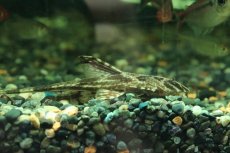 画像3: 【淡水魚】【通販】リネロリカリア ランケオラータ ワイルド【１匹 サンプル画像】(±7-8cm)(ロリカリア)(生体)(熱帯魚)NKRK (3)