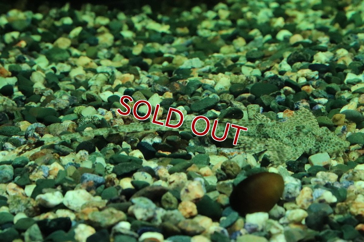 画像1: 【10%OFF対象商品30周年セール】【淡水魚】【通販】リネロリカリア テフェアナ ワイルド【1匹 サンプル画像】(ロリカリア)(生体)(熱帯魚)NKRK (1)