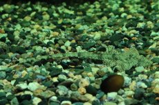 画像1: 【淡水魚】【通販】リネロリカリア テフェアナ ワイルド【1匹 サンプル画像】(ロリカリア)(生体)(熱帯魚)NKRK (1)