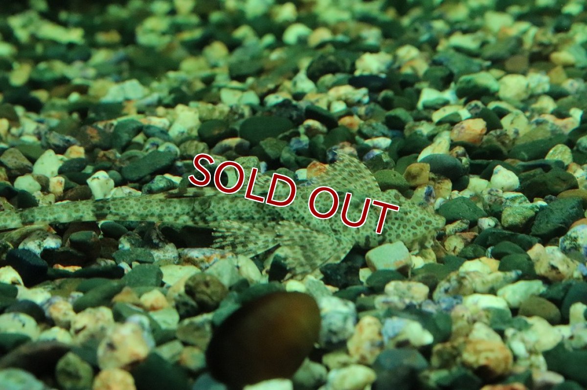 画像2: 【10%OFF対象商品30周年セール】【淡水魚】【通販】リネロリカリア テフェアナ ワイルド【1匹 サンプル画像】(ロリカリア)(生体)(熱帯魚)NKRK (2)