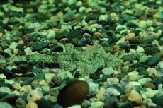 画像2: 【淡水魚】【通販】リネロリカリア テフェアナ ワイルド【1匹 サンプル画像】(ロリカリア)(生体)(熱帯魚)NKRK (2)