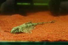 画像1: 【淡水魚】【通販】リネロリカリア sp グァマ ワイルド【1匹 サンプル画像】(ロリカリア)(生体)(熱帯魚)NKRK (1)