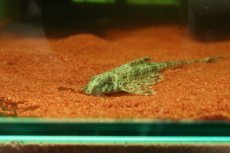 画像2: 【淡水魚】【通販】リネロリカリア sp グァマ ワイルド【1匹 サンプル画像】(ロリカリア)(生体)(熱帯魚)NKRK (2)