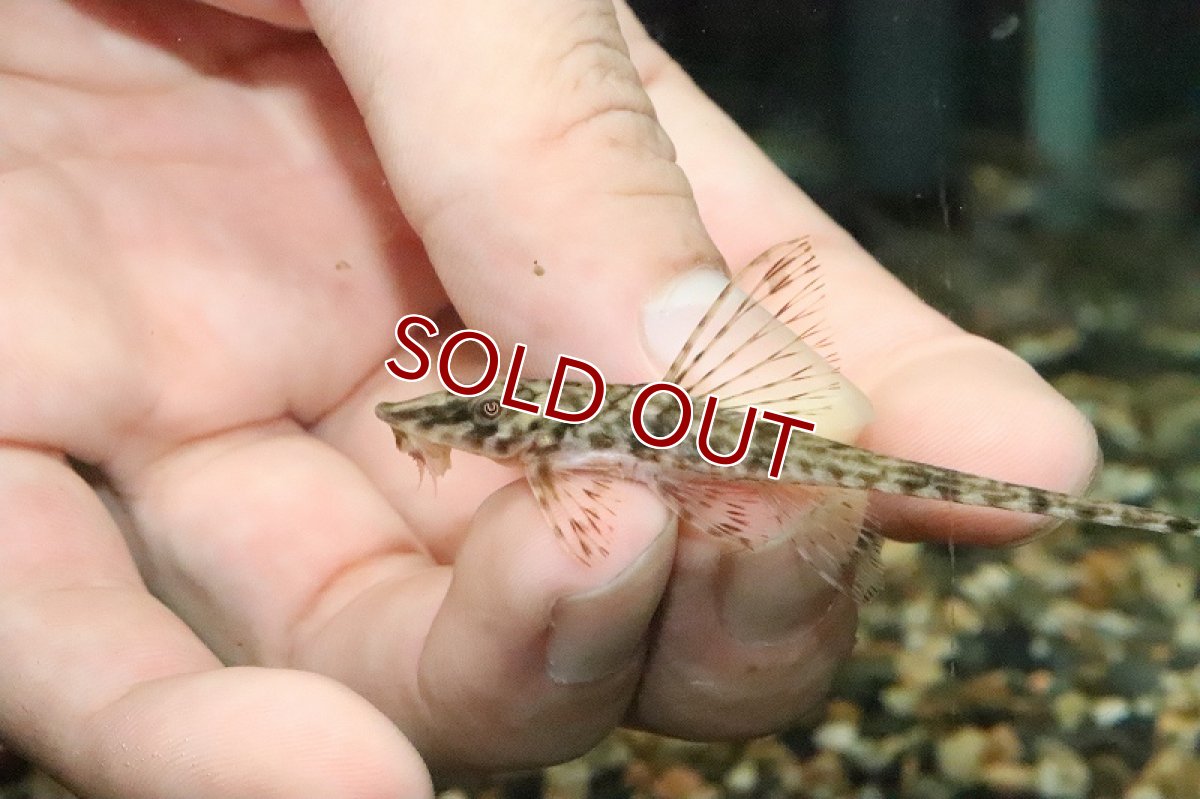 画像2: 【淡水魚】珍種 リネロリカリアspリオマモレ ワイルド ±8cm【1匹】（生体）【ロリカリア】（熱帯魚）NKR (2)