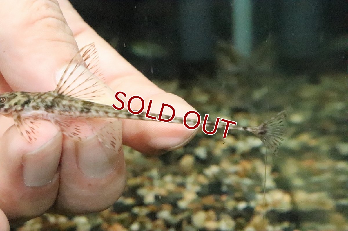 画像3: 【淡水魚】珍種 リネロリカリアspリオマモレ ワイルド ±8cm【1匹】（生体）【ロリカリア】（熱帯魚）NKR (3)