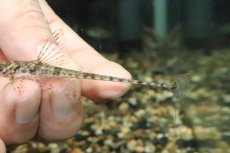 画像3: 【淡水魚】【通販】珍種 リネロリカリアspリオマモレ ワイルド ±8cm【1匹】（生体）【ロリカリア】（熱帯魚）NKR (3)