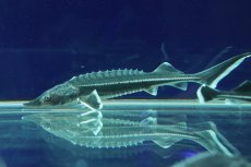 画像1: 【淡水魚】【通販】特価 ベステルチョウザメ【1匹 サンプル画像】(±6-7cm)(大型魚)（生体）（熱帯魚）NKＯ (1)