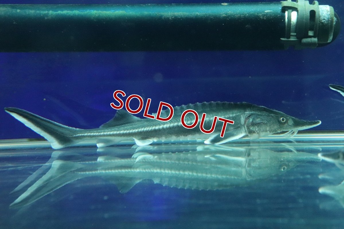 画像2: 【淡水魚】【通販】特価 ベステルチョウザメ【1匹 サンプル画像】(±6-7cm)(大型魚)（生体）（熱帯魚）NKＯ (2)