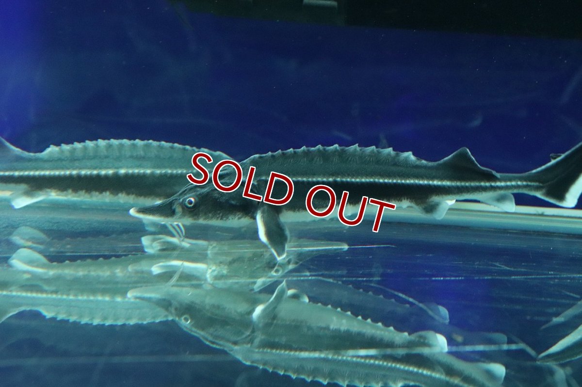 画像3: 【淡水魚】【通販】特価 ベステルチョウザメ【1匹 サンプル画像】(±6-7cm)(大型魚)（生体）（熱帯魚）NKＯ (3)