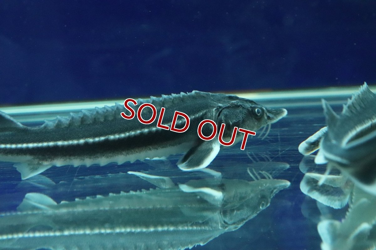 画像4: 【淡水魚】【通販】特価 ベステルチョウザメ【1匹 サンプル画像】(±6-7cm)(大型魚)（生体）（熱帯魚）NKＯ (4)