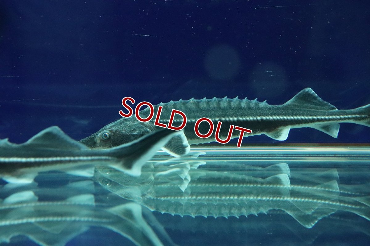 画像5: 【淡水魚】【通販】特価 ベステルチョウザメ【1匹 サンプル画像】(±6-7cm)(大型魚)（生体）（熱帯魚）NKＯ (5)