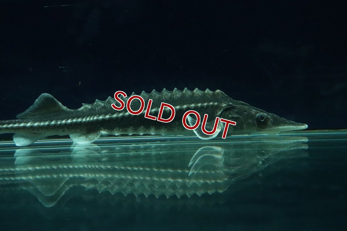 画像2: 【淡水魚】ハイブリッド アムールチョウザメ×ベステルチョウザメ【1匹】(±11-13cm)(大型魚)（生体）（熱帯魚）NKＯ (2)