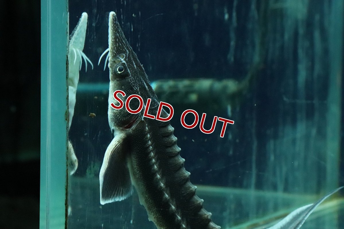 画像3: 【淡水魚】ハイブリッド アムールチョウザメ×ベステルチョウザメ【1匹】(±11-13cm)(大型魚)（生体）（熱帯魚）NKＯ (3)