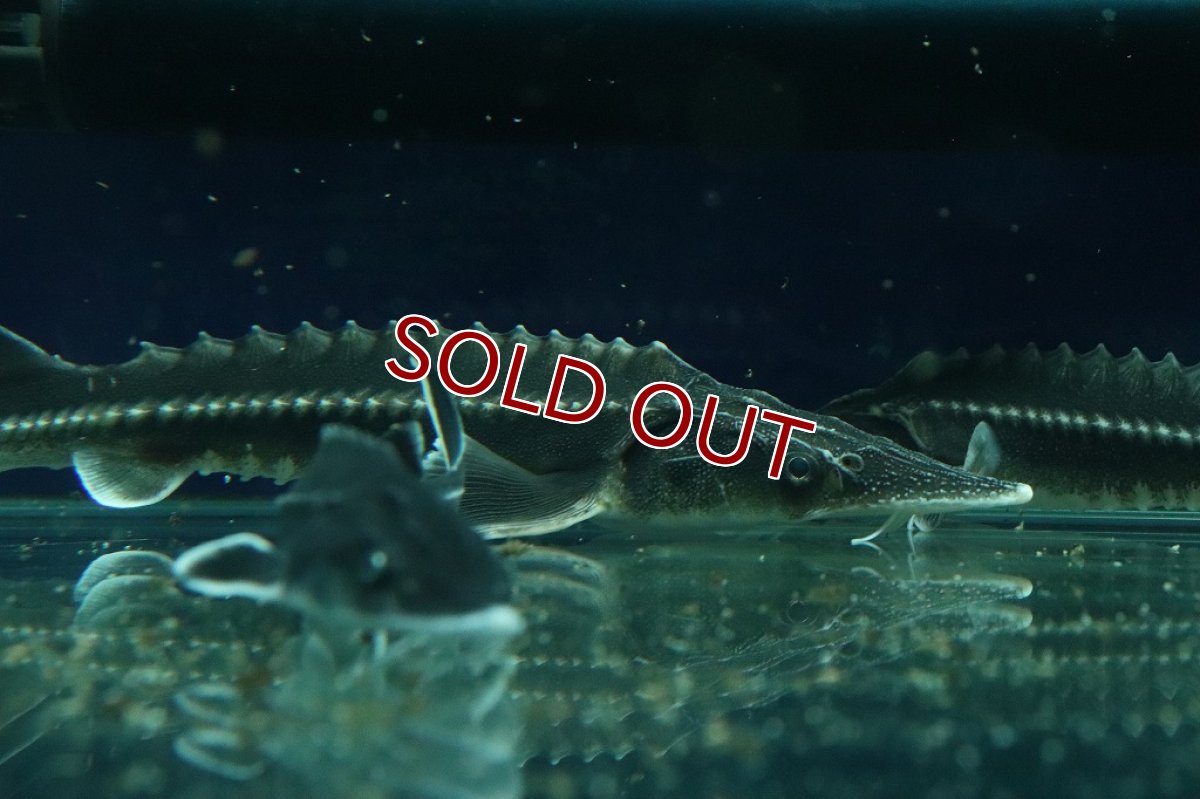 画像4: 【淡水魚】ハイブリッド アムールチョウザメ×ベステルチョウザメ【1匹】(±11-13cm)(大型魚)（生体）（熱帯魚）NKＯ (4)