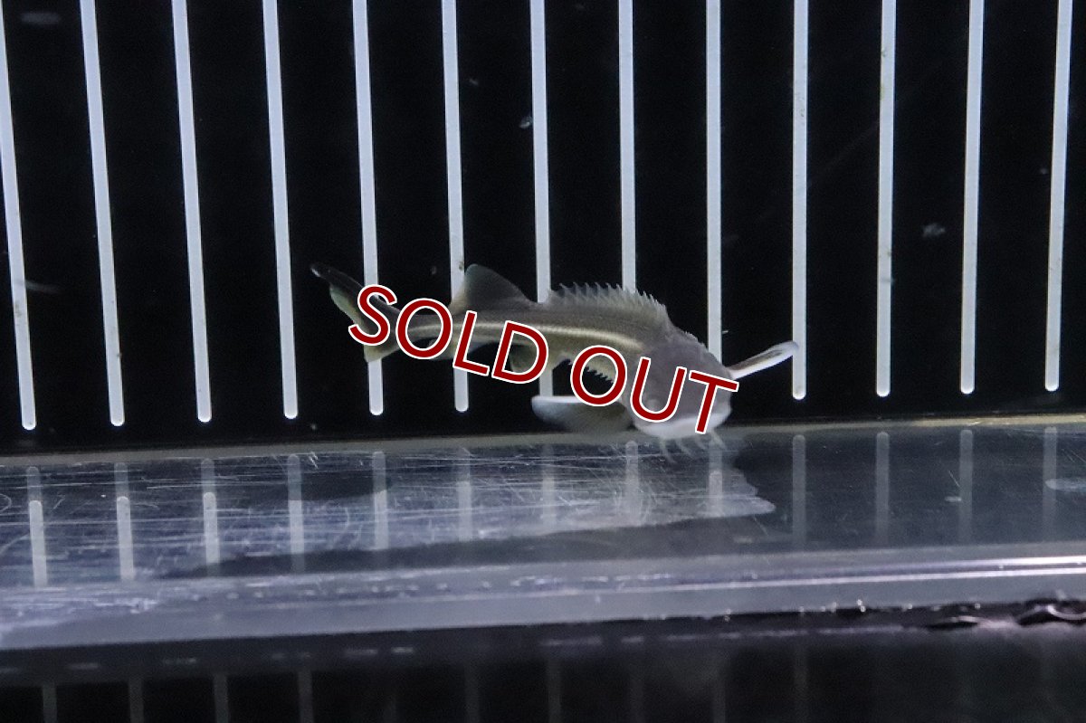 画像2: 【淡水魚】特価 大きめ コチョウザメ【1匹 サンプル画像】(±8-10cm)(大型魚)(生体)(熱帯魚)NKO (2)