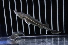画像3: 【淡水魚】【通販】特価 大きめ コチョウザメ【1匹 サンプル画像】(±8-10cm)(大型魚)(生体)(熱帯魚)NKO (3)