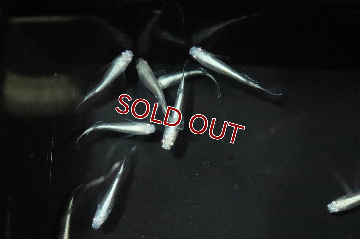 画像2: 【淡水魚】鉄仮面メダカ(幹之メダカ) Ｓグレード【1匹】(変わりメダカ)（生体）（淡水）NKＫＭ (2)