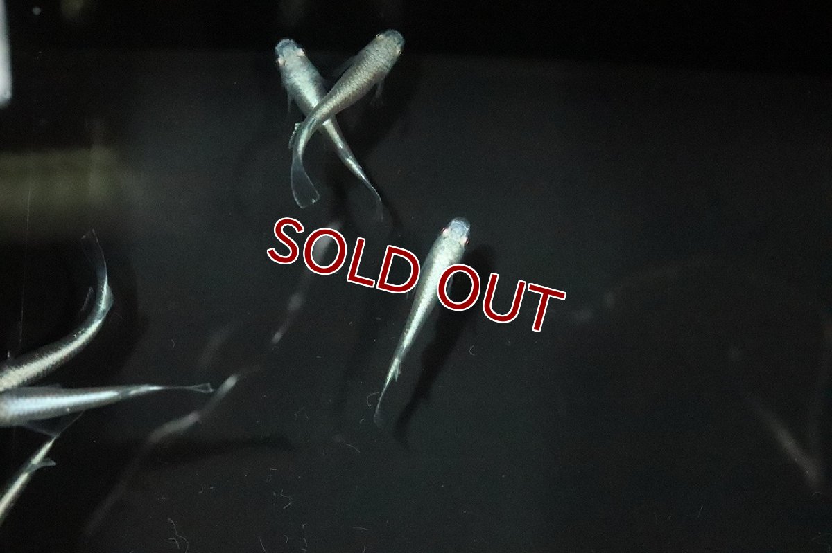 画像3: 【淡水魚】鉄仮面メダカ(幹之メダカ) Ｓグレード【1匹】(変わりメダカ)（生体）（淡水）NKＫＭ (3)