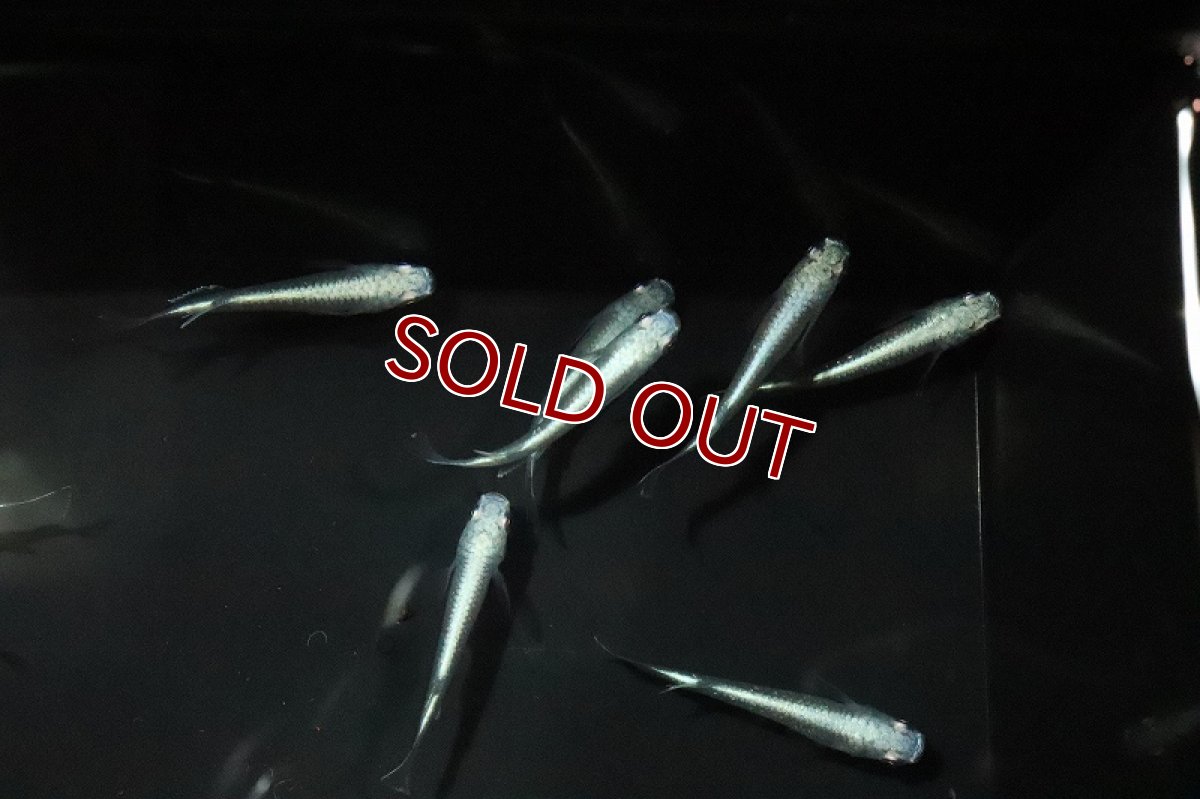 画像4: 【淡水魚】鉄仮面メダカ(幹之メダカ) Ｓグレード【1匹】(変わりメダカ)（生体）（淡水）NKＫＭ (4)