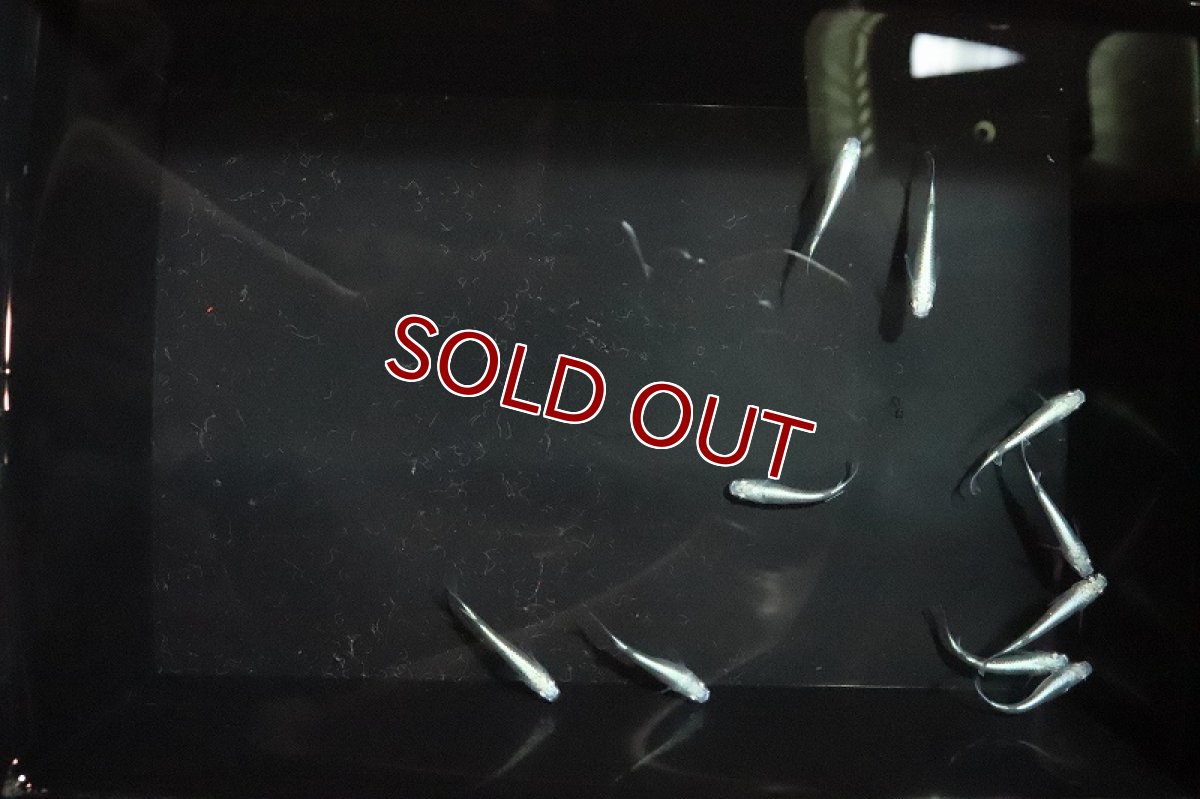 画像5: 【淡水魚】鉄仮面メダカ(幹之メダカ) Ｓグレード【1匹】(変わりメダカ)（生体）（淡水）NKＫＭ (5)