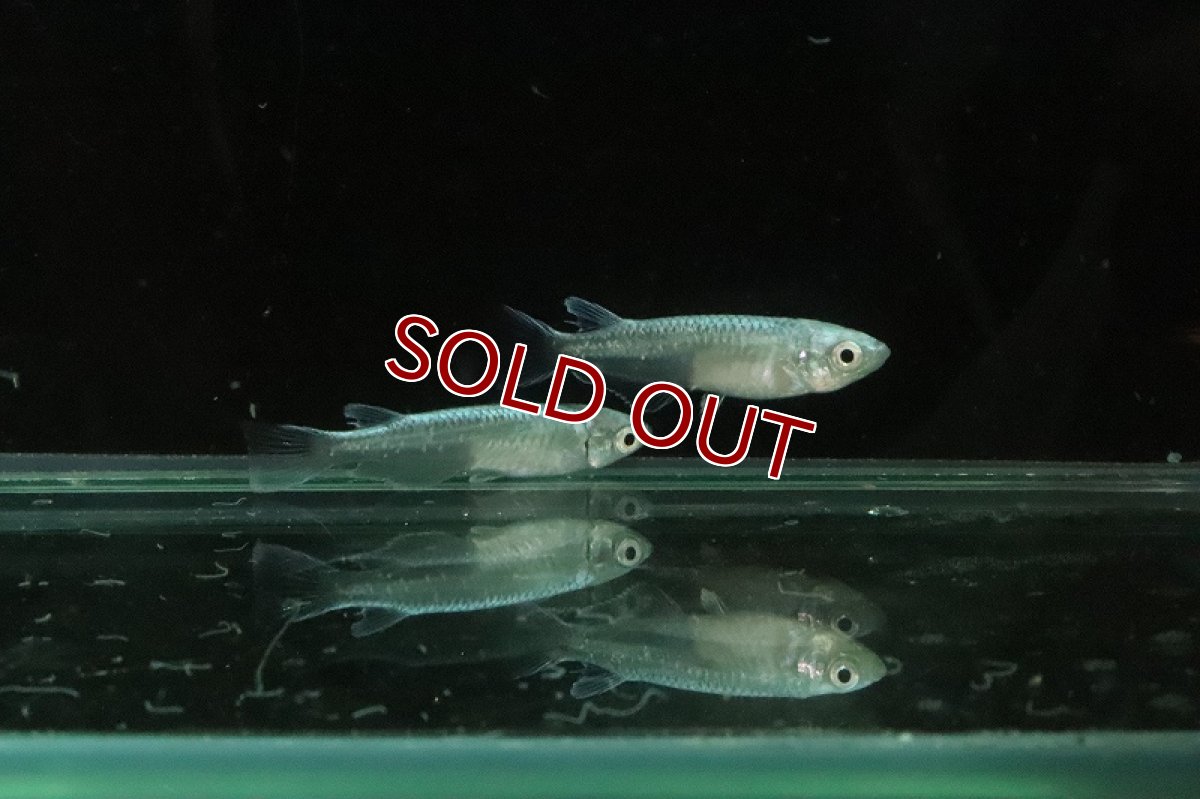 画像6: 【淡水魚】鉄仮面メダカ(幹之メダカ) Ｓグレード【1匹】(変わりメダカ)（生体）（淡水）NKＫＭ (6)