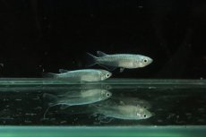 画像6: 【淡水魚】【通販】鉄仮面メダカ(幹之メダカ) Ｓグレード【1匹】(変わりメダカ)（生体）（淡水）NKＫＭ (6)