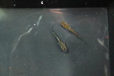 画像1: 【淡水魚】【通販】黒ラメ黄幹之メダカ【1匹】(変わりメダカ)（生体）（淡水）NKＫＭ (1)