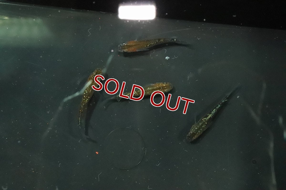 画像2: 【淡水魚】黒ラメ黄幹之メダカ【1匹】(変わりメダカ)（生体）（淡水）NKＫＭ (2)