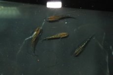 画像2: 【淡水魚】【通販】黒ラメ黄幹之メダカ【1匹】(変わりメダカ)（生体）（淡水）NKＫＭ (2)