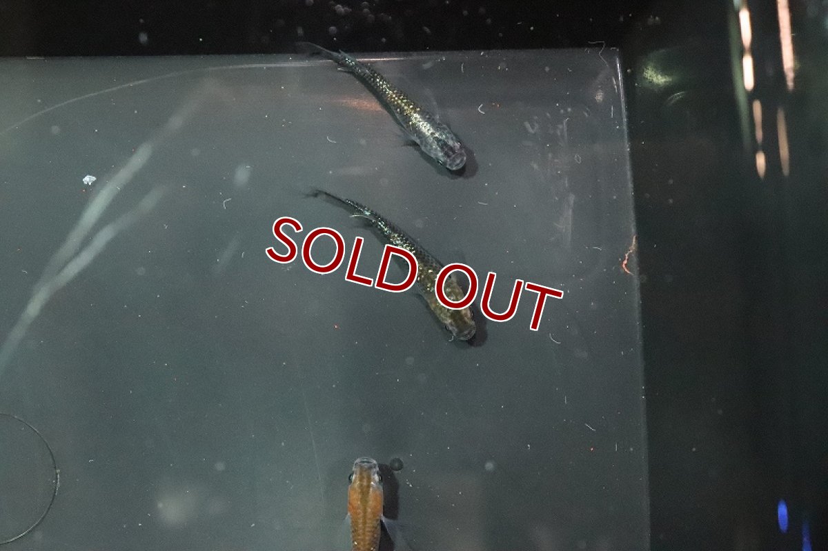 画像3: 【淡水魚】黒ラメ黄幹之メダカ【1匹】(変わりメダカ)（生体）（淡水）NKＫＭ (3)