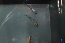 画像3: 【淡水魚】【通販】黒ラメ黄幹之メダカ【1匹】(変わりメダカ)（生体）（淡水）NKＫＭ (3)