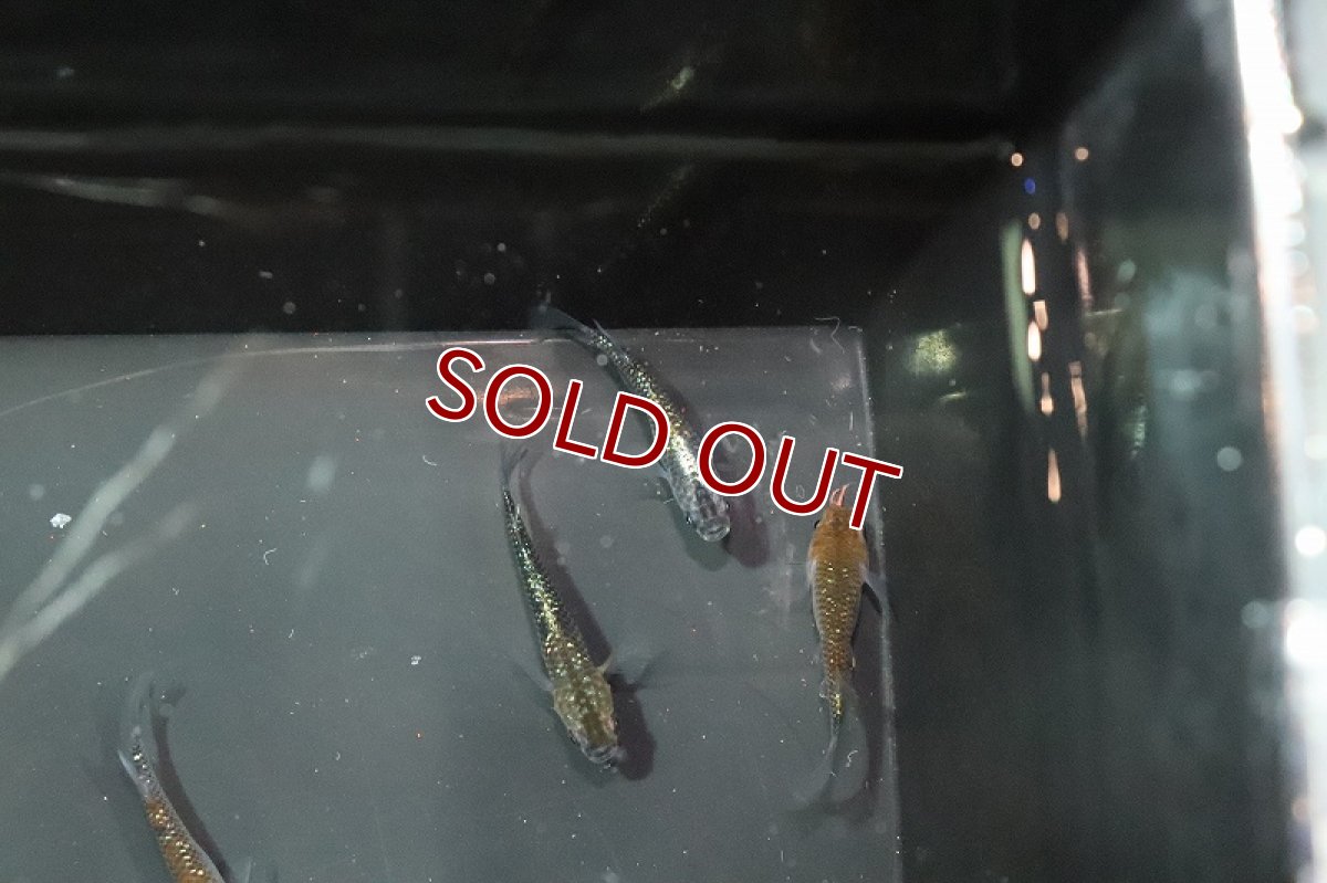 画像4: 【淡水魚】黒ラメ黄幹之メダカ【1匹】(変わりメダカ)（生体）（淡水）NKＫＭ (4)