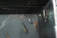 画像4: 【淡水魚】【通販】黒ラメ黄幹之メダカ【1匹】(変わりメダカ)（生体）（淡水）NKＫＭ (4)